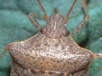 Close-up of the brown, speckled head of an adult consperse stink bug, with large, red-brown eyes.