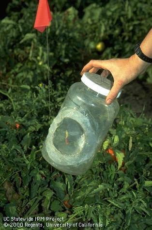 Monitoring for consperse stink bug.