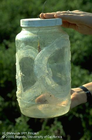 Monitoring for consperse stink bug.