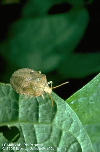 Immature consperse stink bug, <i>Euschistus conspersus.</i>.