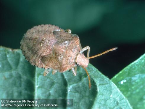 Older nymph of consperse stink bug, <i>Euschistus conspersus</i>.