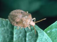 Light brown, cream, and speckled consperse stink bug nymph on a green leaf.