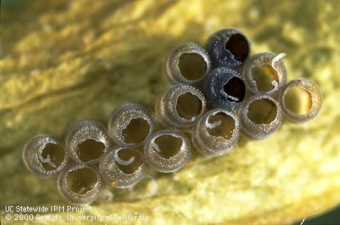 Eggs of consperse stink bug, <i>Euschistus conspersus</i>, from which adult <i>Trissolcus euschisti </i>or similar wasps emerged can generally be recognized by their rough-edged holes and darkened shells.