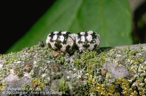 Adult female calico scales, <i>Eulecanium cerasorum</i>.