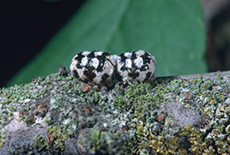 Adult female calico scales.