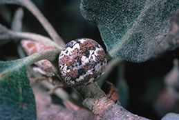 Adult female calico scale.