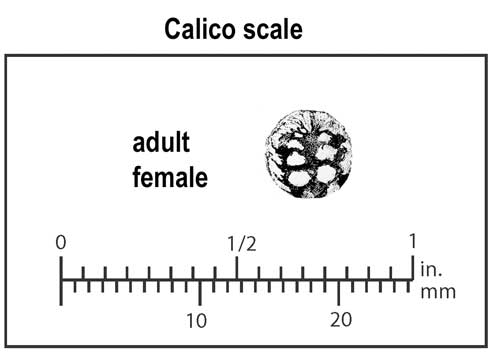 Appearance and relative size of a calico scale, <i>Eulecanium cerasorum,</i> adult female, top view.