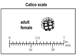 Size of adult female calico scale.