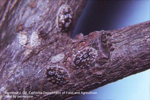 Nymphs of calico scale, <i>Eulecanium cerasorum</i>, with elevated plates of pale wax characteristic of the species.