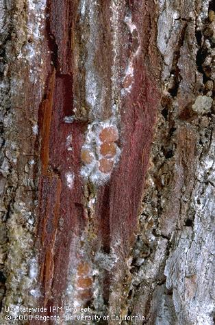 Adult females of cypress bark mealybug, or cypress bark scale, <i>Ehrhornia cupressi,</i> surrounded by white wax.