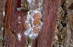 Adult female cypress bark mealybugs