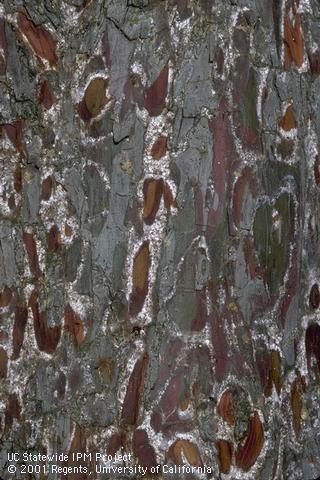 Pale, wax in crevices of bark infested by cypress bark mealybug, or cypress bark scale, <i>Ehrhornia cupressi.</i>.