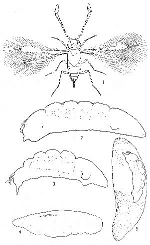 Life stages of an <i>Anagrus</i> species parasitic wasp of leafhopper eggs: 1. Adult female, 2. last instar (larva), 3. early instar, 4. young pupa, 5. early instar feeding inside a leafhopper egg. The body of the adult <i>Anagrus</i> is about 1/50 inch (0.5 mm) long and the other stages are smaller.