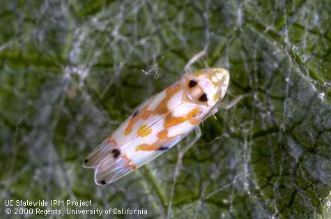 Adult grape leafhopper.