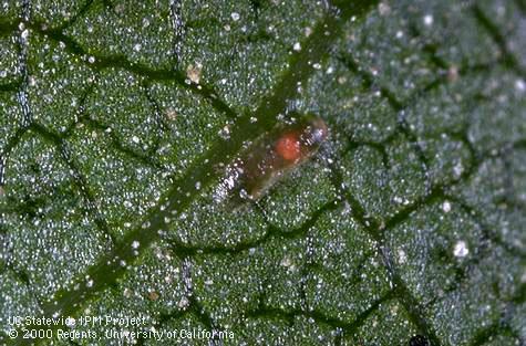 Egg of Western grape leafhopper.