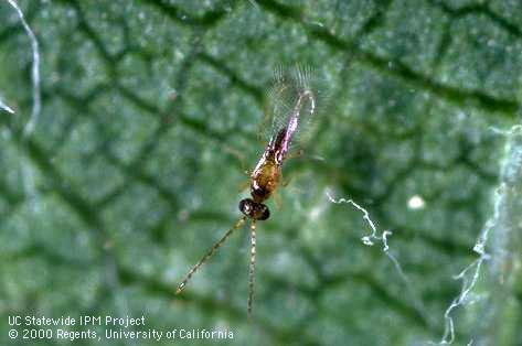 Adult male wasp, <i>Anagrus</i> species.