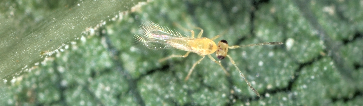 Adult female wasp, <i>Anagrus </i> sp., a parasite of leafhopper eggs.