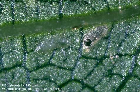 Parasitoid emergence hole in a leafhopper egg (center right) next to an unparasitized egg immediately left of the hole.