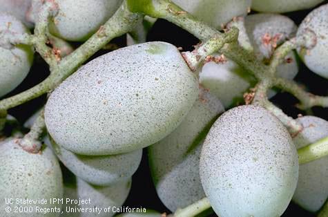 Grapes fouled with specks of blackish sooty mold growing on honeydew excreted by grape leafhoppers, <i>Erythroneura elegantula</i>.