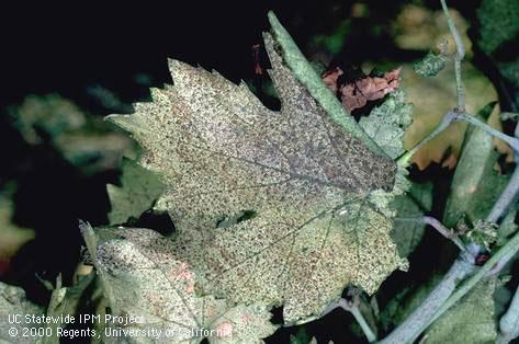 Crop damaged by grape leafhopper.