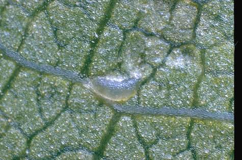 Egg of grape leafhopper.