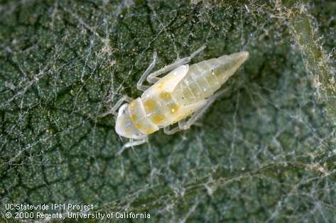 Nymph of grape leafhopper.