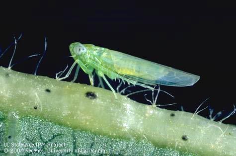 Adult potato leafhopper, <i>Empoasca fabae</i.