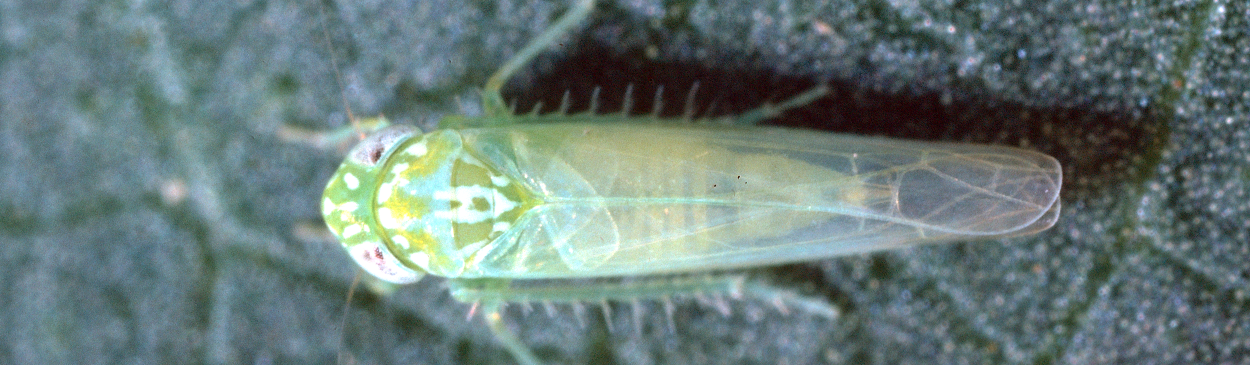 Potato leafhopper, Empoasca fabae.