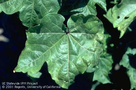 Crop damaged by potato leafhopper.