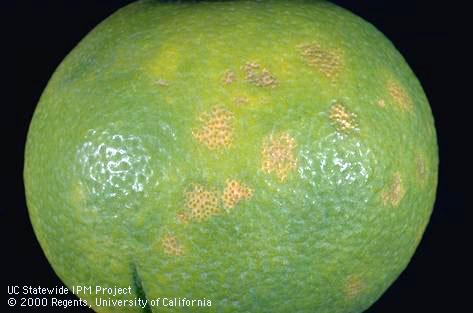 Crop damaged by potato leafhopper.