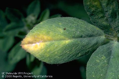 Crop damaged by potato leafhopper.