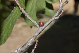 Mature female Kuno scale