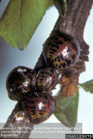 Adult female kuno scales, <i>Eulecanium kunoense,</i> as they appear in the spring shortly before egg-laying begins.