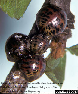 Females just before laying eggs