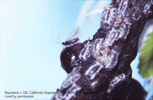 An adult male Kuno scale, <i>Eulecanium kunoensis</i>, mating with a female.