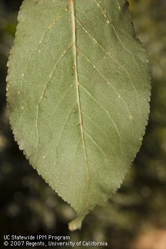 First instars of Kuno scale, <i>Eulecanium kunoense,</i> mostly settled along leaf veins.