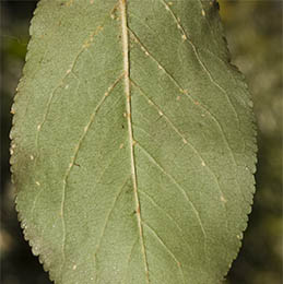 First instars along leaf veins