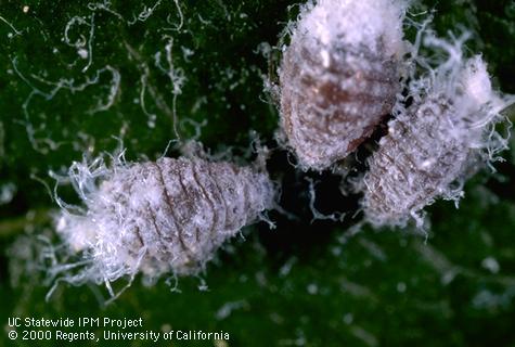 Woolly apple aphids, <i>Eriosoma lanigerum</i>.