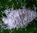 Woolly apple aphid