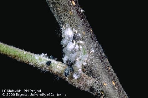 Woolly apple aphids parasitized by the wasp <i>Aphelinus mali</i> become black, puffy mummies.