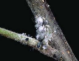 Blackened aphid bodies are parasitized