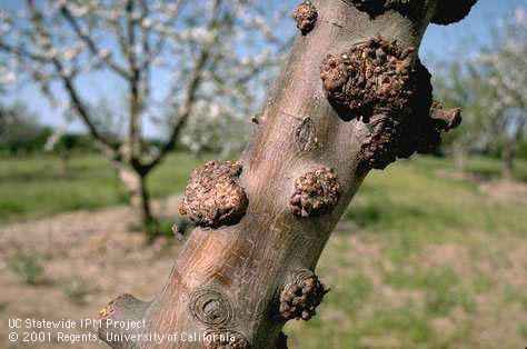 Warty galls on the main trunk of an apple tree from feeding of woolly apple aphids, <i>Eriosoma lanigerum</i>.