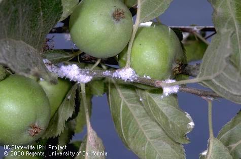 White wax excreted by and covering colonies of woolly apple aphid, <i>Eriosoma lanigerum</i>.