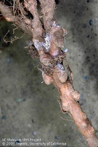 Swollen galls on an apple root caused by feeding woolly apple aphids, <i>Eriosoma lanigerum</i>. White wax excreted by the aphids is visible on some of the galls. 