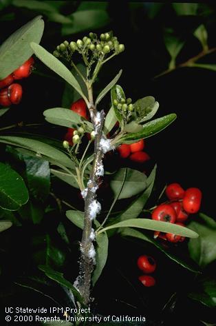 White waxy secretions of woolly apple aphids, <i>Eriosoma lanigerum</i>, on a pyracantha stem.