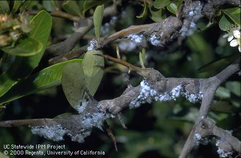 White wax covering colonies of woolly apple aphid, <i>Eriosoma lanigerum</i>, feeding on pyracantha branches where the aphid feeding has caused bark to develop warty growths (galls).