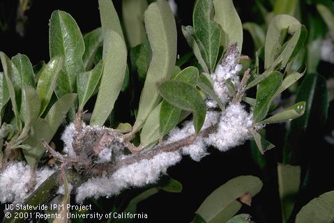 Colony of woolly apple aphid.