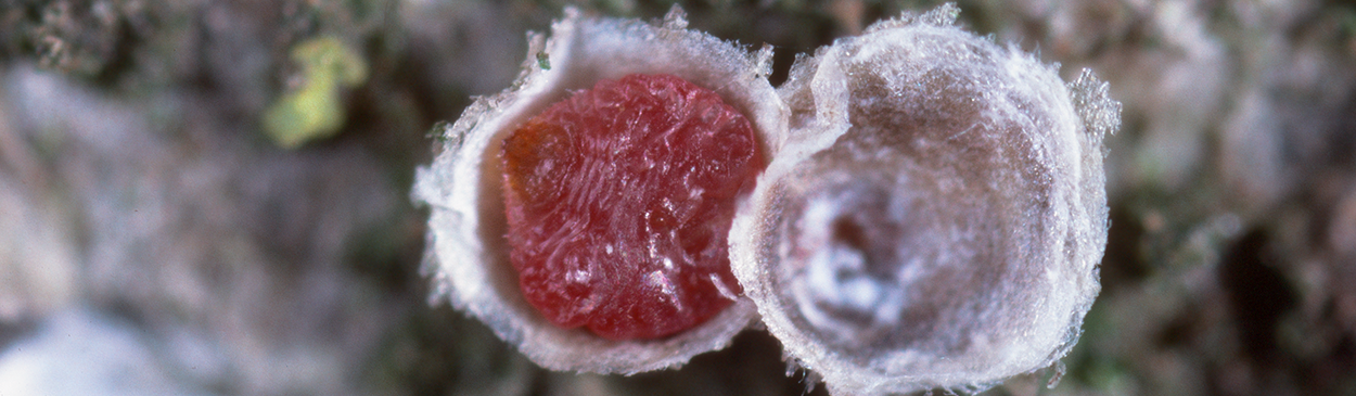 Adult Italian pear scale with cover removed.