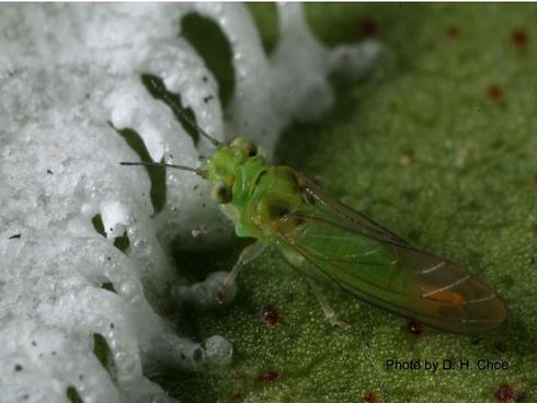 Adult spotted gum psyllid next to the lerp of a lemongum lerp psyllid.