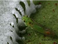 Spottedgum lerp psyllid adult